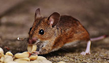 24 Hour & Emergency Exterminators in Towaco, NJ
